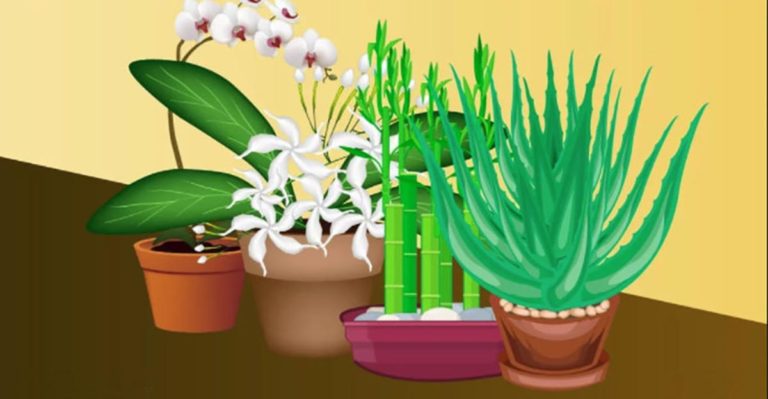 10 Plante care îți umplu casa de energii pozitive