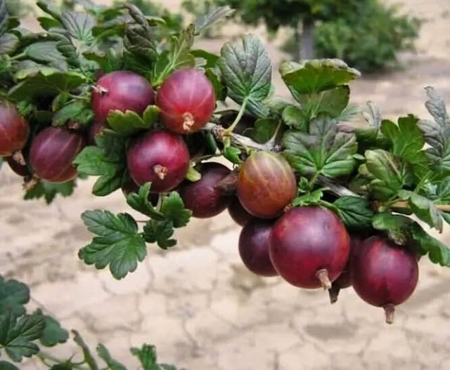 Cum să protejezi agrișul de dăunători și boli: soluții naturale și eficiente